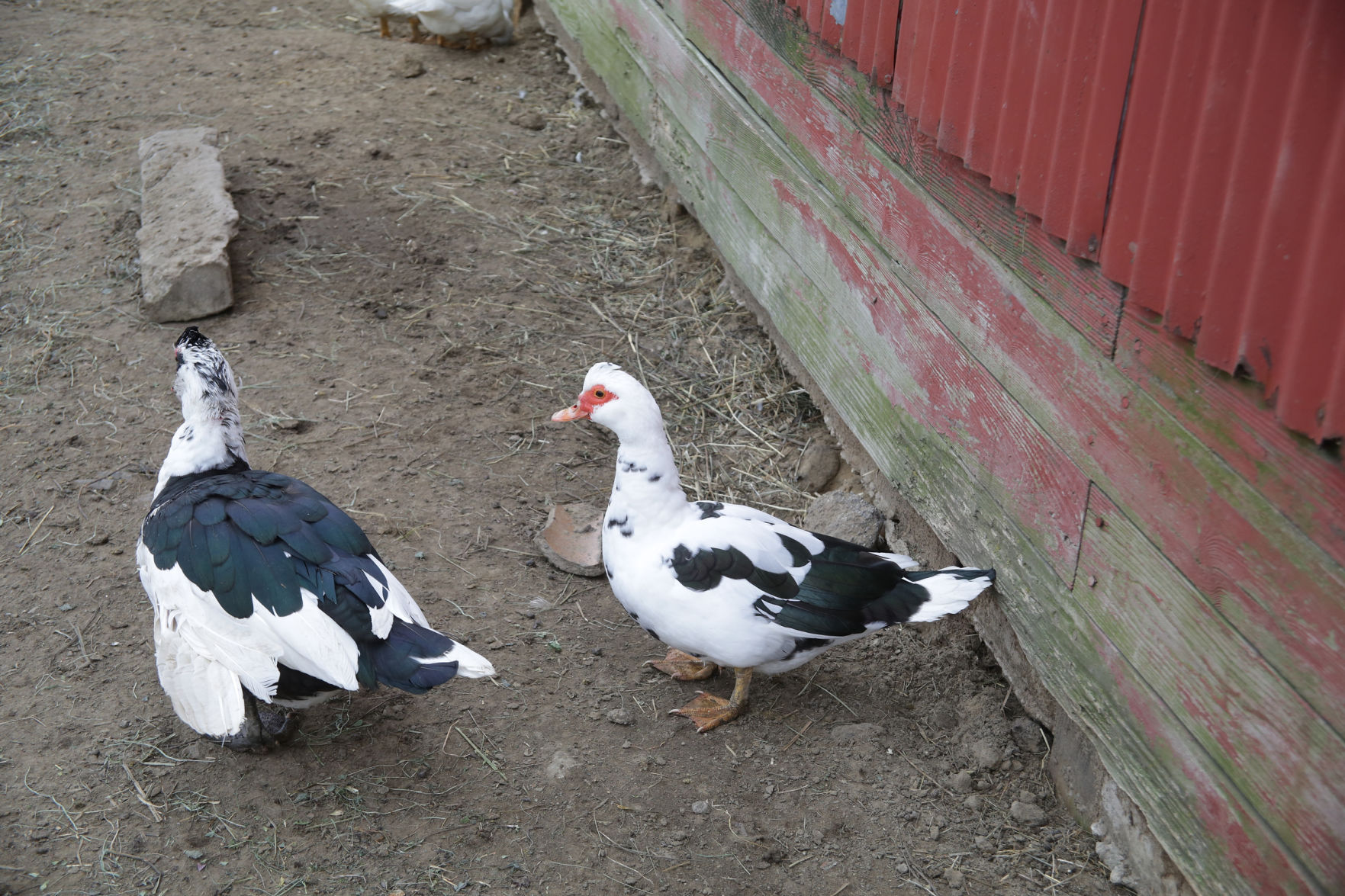 Erin's Farm animal sanctuary